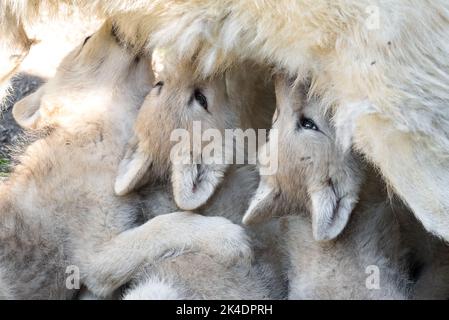 Arctic Wolf Welpen säugen Stockfoto