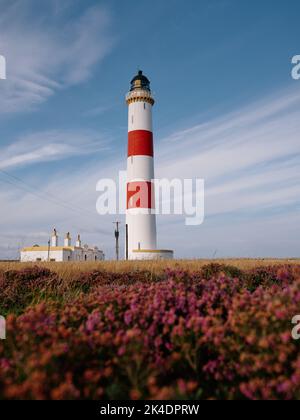 Tarbat Ness Leuchtturm in einem Meer von Sommer lila Heidekraut, Tarbat Ness, Tain & Easter Ross, Cromartyshire, Schottland Großbritannien Stockfoto