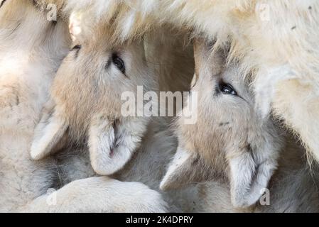 Arctic Wolf Welpen säugen Stockfoto