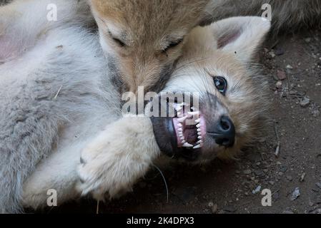 Arctic Wolf Welpen spielen Stockfoto