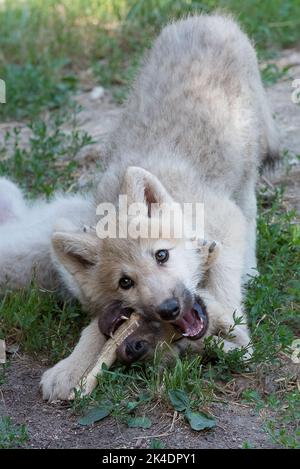 Arctic Wolf Welpen spielen Stockfoto