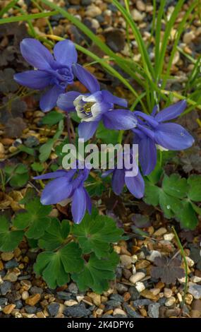 Zwergkolumbine, Aquilegia flabellata, blühfest; Japan Stockfoto