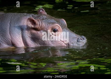 Baby Nilpferd im Wasser Stockfoto