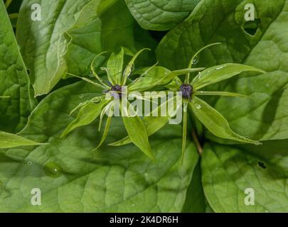 Herb-paris, Paris quadrifolia in Blüte im Wald im Frühjahr. Stockfoto