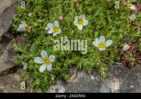 Moosige Saxifrage oder Dovedale Moos, Saxifraga hypnoides in Blüte. Stockfoto