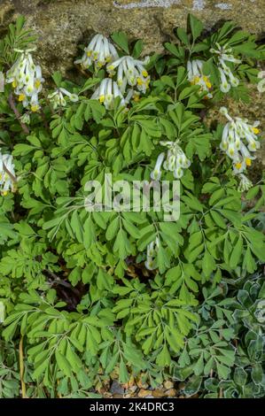 Blasse Corydalis, Pseudofumaria alba, blühenkraut. Weit gepflanzt und eingebürgert an Wänden. Stockfoto