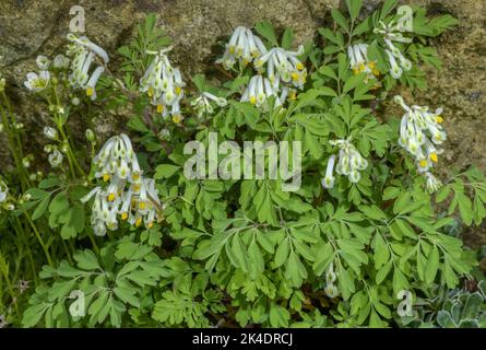 Blasse Corydalis, Pseudofumaria alba, blühenkraut. Weit gepflanzt und eingebürgert an Wänden. Stockfoto