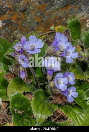 Die Blume des orpeus, Haberlea rhodopensis, blühenkraut, aus den Rhodopen. Stockfoto