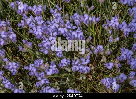 Blauer Besen, Erinacea anthyllis, blühend in den Pyrenäen. Stockfoto