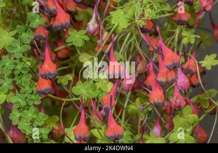 Chilenische Kapuzinerkresse, Tropaeolum tricolor, blüht in Kultur. Stockfoto