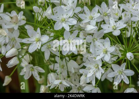 Neapolitanischer Knoblauch, Allium neapolitanum in Blüte, mediterrane Region. Stockfoto