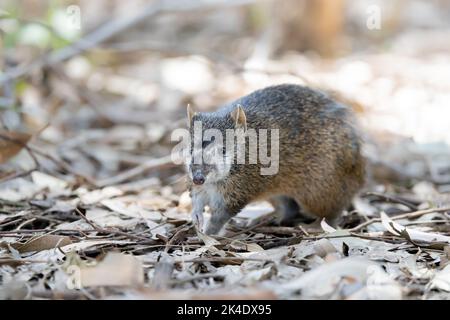 Weiß gesichtiger süßer australischer Bandicoot, Nahaufnahme Stockfoto