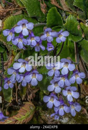 Die Blume des orpeus, Haberlea rhodopensis, blühenkraut, aus den Rhodopen. Stockfoto