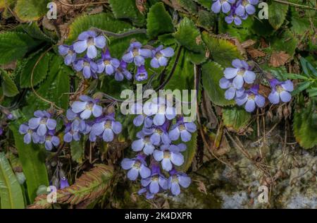 Die Blume des orpeus, Haberlea rhodopensis, blühenkraut, aus den Rhodopen. Stockfoto