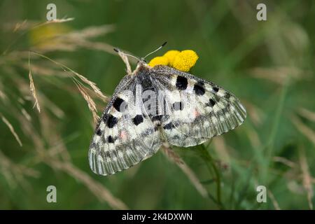 Bergapoll (Parnassius apollo), die auf einer gelben Tansblume ernährt, Laggintal Valley, Wallis, Schweiz Stockfoto