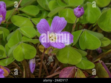 Rotholz-Sauerampfer, Oxalis oregana, in Blüte. Redwood Wälder in Kalifornien. Stockfoto