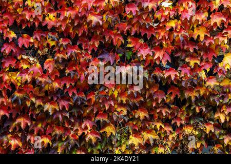 Bildhintergrund von rot-gelben Weinblättern an der Wand Stockfoto