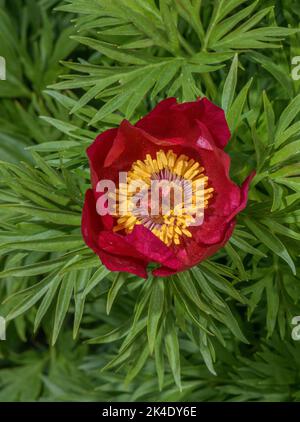 Farnblatt Pfingstrose, blühende Paeonia tenuifolia, aus dem Kaukasus. Stockfoto