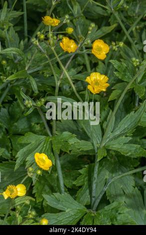 Wolliger Schmetterling, Ranunculus lanuginosus, blühend im Wald. Stockfoto