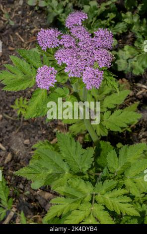 Rosa Form von Hairy Kervil, Chaerophyllum hirsutum, manchmal auch var. roseum genannt. Stockfoto