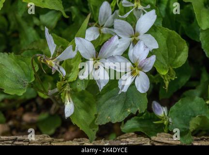 Kanadisches Weißviolett, Viola canadensis, blühend im Frühling, im Wald. Stockfoto