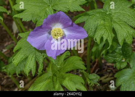 Japanischer Waldmohn, Glaucidium palmatum, auf Bergen im Nordosten Japans. Stockfoto