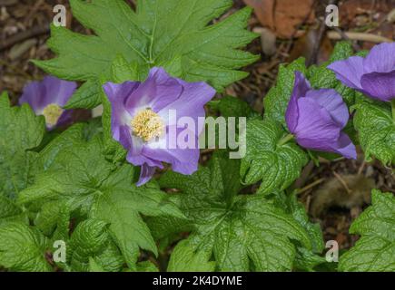 Japanischer Waldmohn, Glaucidium palmatum, auf Bergen im Nordosten Japans. Stockfoto