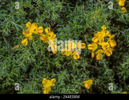 Hairy Greenweed, Genista Pilosa, in Blüte. Stockfoto