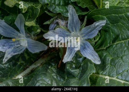 Mandrake, Mandragora officinarum, blüht im Frühling. Stockfoto