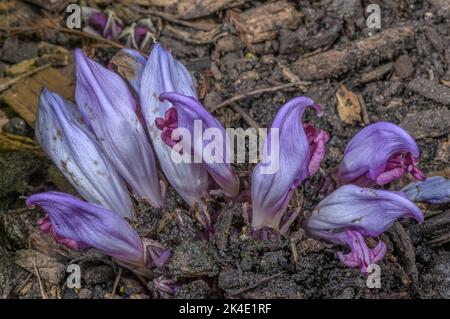 Lila Zahnkraut, Lathraea clandestina in Blüte, parasitär auf alten Pappelbäumen. Stockfoto