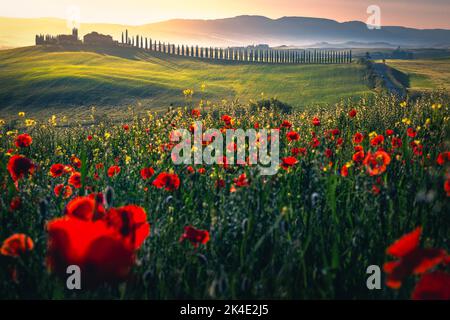 Atemberaubende Landschaft mit roten Mohnblumen und bunten Blumen auf dem Hügel. Nebeliges Tal und Landstraße mit Zypressen in Reihe bei Sonnenaufgang, Toskana, Italien, EU Stockfoto