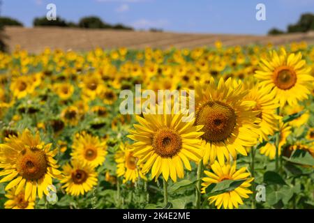 Pastorallandschaft mit fokussiertem hellgelben Sonnenblumen (Helianthus annuus) im Vordergrund, einem gemähten Feld dahinter und einem kleinen Wald in der dist Stockfoto