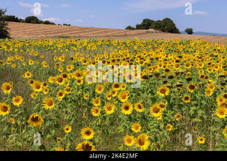Ein Feld von leuchtend gelben Sonnenblumen in unterschiedlichen Reifegraden unter einem strahlend blauen Himmel. Frisch gepflügte Feld im Hintergrund Stockfoto