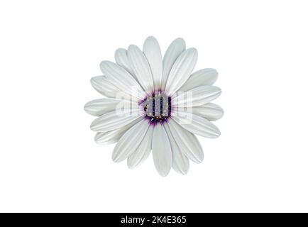 White Cape Marguerite (African Daisy) Blüte, isoliert auf weißem Hintergrund Stockfoto