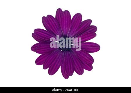 Violette Marguerite-Blüte (Afrikanische Gänseblümchen), isoliert auf weißem Hintergrund Stockfoto