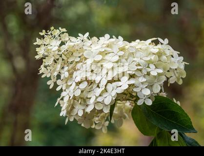 Eine einzige Blüte der Hydrangea Paniculata, Limettenlicht. Die Blüte hat viele kleine Blüten, die das ganze bilden. Stockfoto