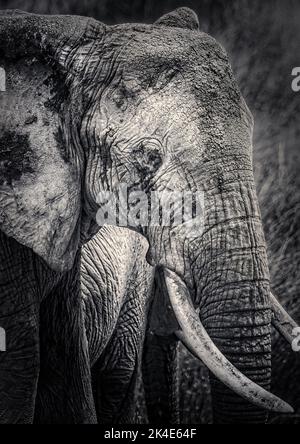 Nahaufnahme eines Elefanten mit seiner Hautstruktur in der Serengeti, Tansania Stockfoto