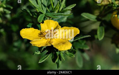 Shrubby Cinquefoil. Dekorativer Strauch im Garten mit gelben Blüten. Nahaufnahme der Blume mit gelben Blütenblättern. Stockfoto