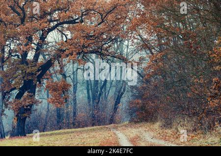 Malerische Eichenallee im Herbst. Nebliger Wald mit Gehweg, der von gelben Herbstblättern bedeckt ist Stockfoto
