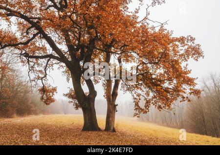 Einsame Eiche auf der nebligen Wiese im Herbst. Malerische Herbstszene Stockfoto