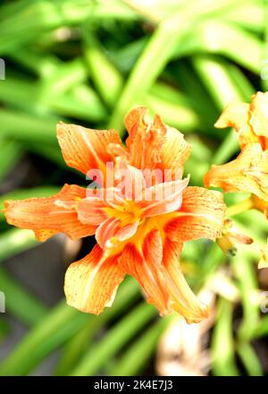 Eine vertikale Nahaufnahme von oben einer wunderschönen orangen Tageslilie mit einem verschwommenen Hintergrund Stockfoto