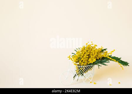 Bouquet von gelben Mimosa Blumen steht in einem dekorativen Fahrrad auf einem beigen Hintergrund mit einem Kopierraum. Das Konzept von März 8, Ostern, glückliche Frauen Stockfoto