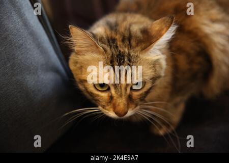 Nahaufnahme einer braun gestreiften Katze auf der Couch Stockfoto