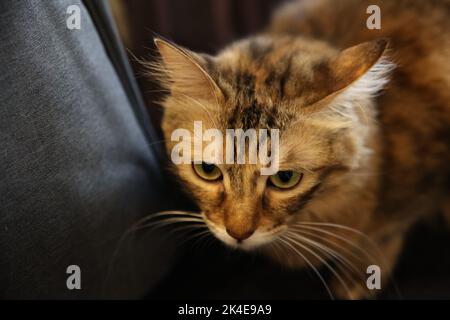 Nahaufnahme einer braun gestreiften Katze auf der Couch Stockfoto