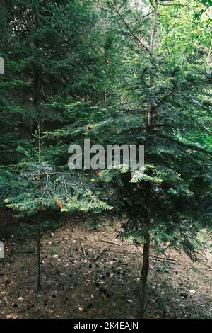 Eine vertikale Aufnahme von europäischen Silbertannen (Abies alba) in einem grünen Wald Stockfoto