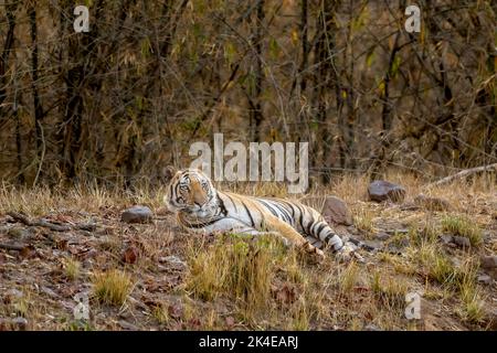 Alert Indischer wilder männlicher bengaltiger oder panthera tigris tigris, der in der heißen Sommersaison im bandhavgarh Nationalpark ruht und nach möglichen Beutetieren sucht Stockfoto