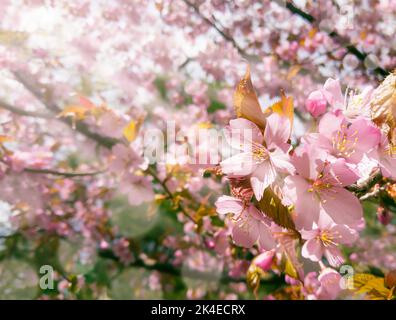Rosa Kirschblüte mit Sonnenstrahlen. Stock Foto Stockfoto