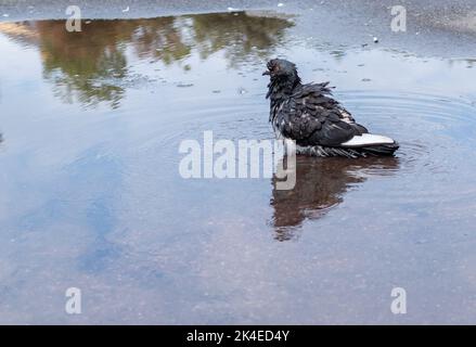 Zerzauste graue Taube in einer Wasserpfütze auf dem Bürgersteig in der Stadt Stockfoto