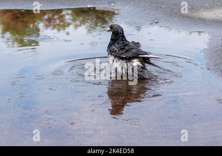 Zerzauste graue Taube in einer Wasserpfütze auf dem Bürgersteig in der Stadt Stockfoto