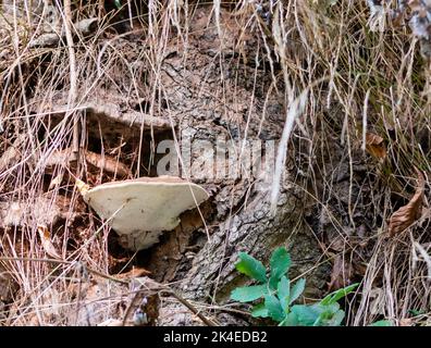 Baumpilze an Baumwurzeln aus der Nähe zwischen trockenem Gras Stockfoto